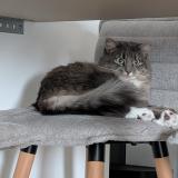 Photo de chat perdu à Les Sorinieres