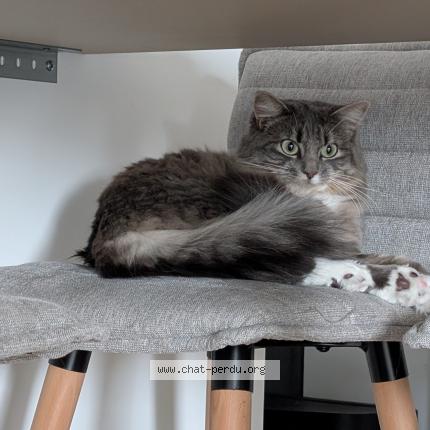 Photo 1/2 ZELDA Chat perdu à Les sorinieres