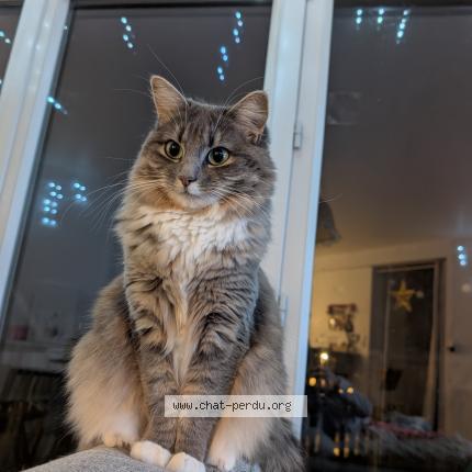 Photo 2/2 ZELDA Chat perdu à Les sorinieres