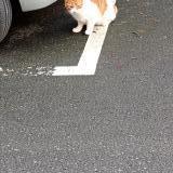 Photo de chat trouvé à Saint Malo