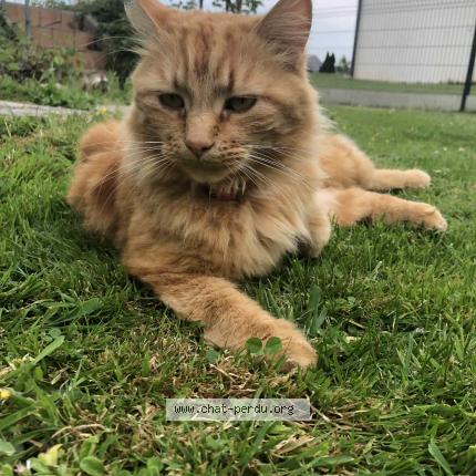 Photo 1/1 Chat retrouvé Perdu à Cheux