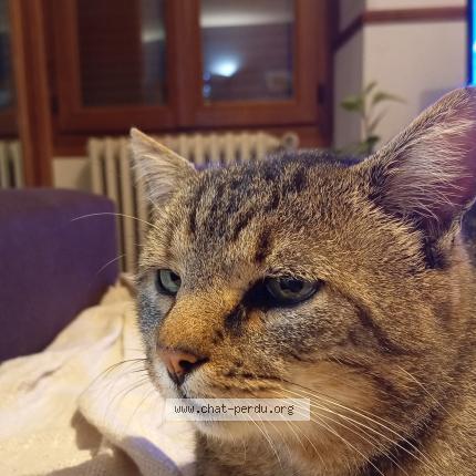 Photo 1/1 Pito Chat perdu à Chailly en brie