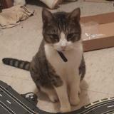 Photo de chat perdu à Mount Hawthorn