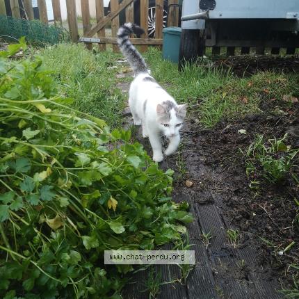 Photo 1/1 Chat retrouvé Trouvé à Dompierre sur yon