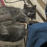 Photo de chat perdu à Fort Worth