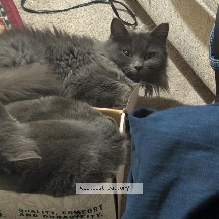 Photo 1/1 Isabel Chat perdu à Fort worth