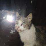 Photo de chat trouvé à Metz