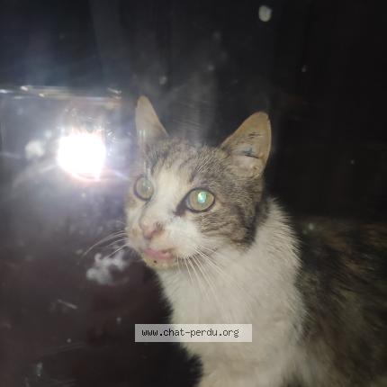 Photo 1/1 Chat trouvé Trouvé à Metz