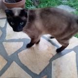 Photo de chat trouvé à Le Mans