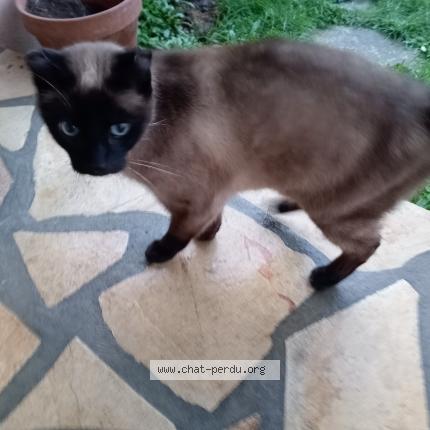 Photo 1/1 Chat retrouvé Trouvé à Le mans