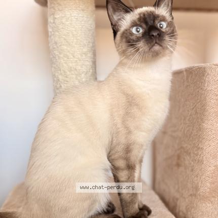 Photo 1/1 Chat retrouvé Perdu à Danjoutin