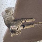 Photo de chat perdu à Riviere Sens