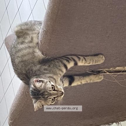 Photo 1/1 Mitsuki Chat perdu à Riviere sens