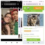 Photo de chat perdu à Des Moines