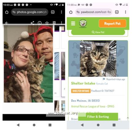 Photo 1/1 Afeana Chat perdu à Des moines