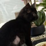 Photo de chat perdu à Prevessin Moens