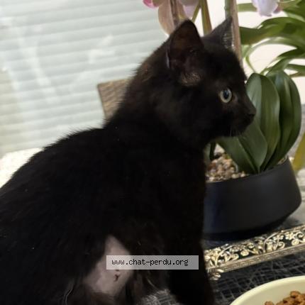 Photo 1/1 Lady Chat perdu à Prevessin moens