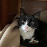 Photo de chat trouvé à Verson