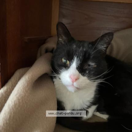 Photo 1/1 Chat trouvé Trouvé à Verson