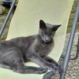 Photo de chat perdu à Caudry