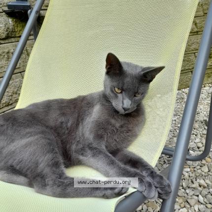 Photo 1/1 Garcia Chat perdu à Caudry