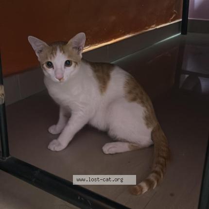 Photo 1/1 Kodu Chat perdu à Bengaluru