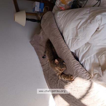 Photo 1/1 Chat retrouvé Trouvé à La breille les pins