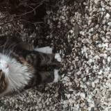 Photo de chat trouvé à Dampremy