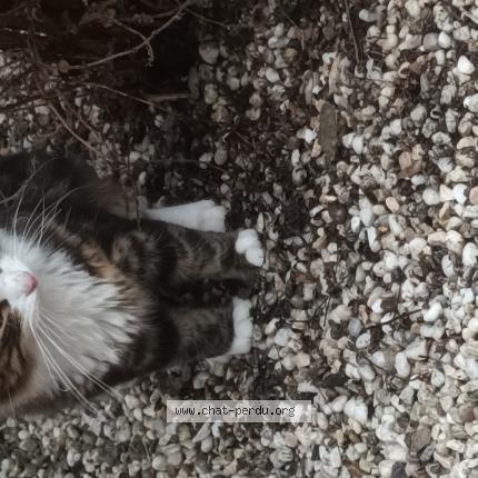 Photo 1/1 Chat trouvé Trouvé à Dampremy
