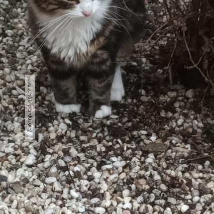 Photo 1/1 Chat trouvé Trouvé à Dampremy