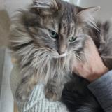 Photo de chat perdu à Saint Doulchard