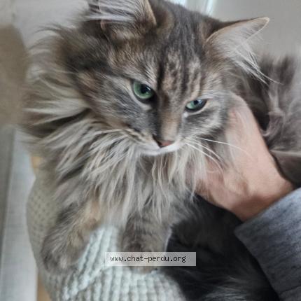 Photo 1/1 Yumi Chat perdu à Saint doulchard