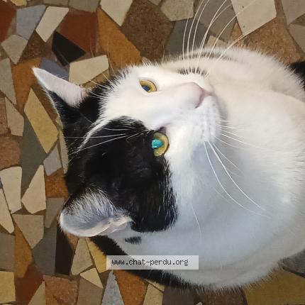 Photo 1/1 Chat retrouvé Perdu à Calmont