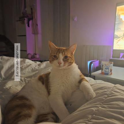 Photo 1/1 ULY Chat perdu à L herbergement