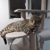 Photo de chat perdu à Everett