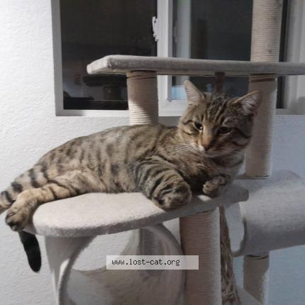 Photo 1/1 Butternut Chat perdu à Everett