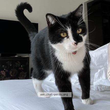 Photo 1/1 Chat retrouvé Perdu à Cannes