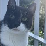 Photo de chat perdu à Montpellier