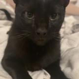 Photo de chat perdu à Macon