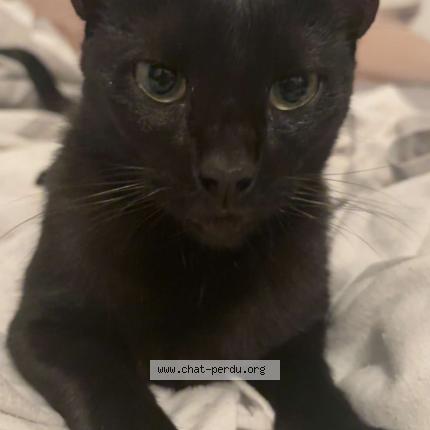 Photo 1/1 Blacky Chat perdu à Macon