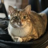 Photo de chat perdu à Hartselle