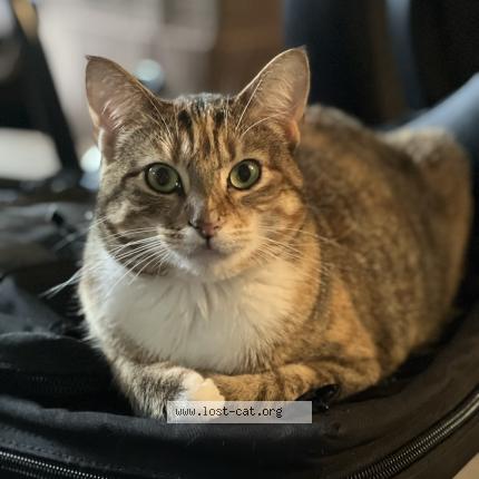 Photo 1/1 Olive Ann Chat perdu à Hartselle