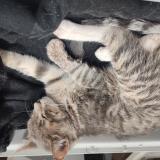 Photo de chat perdu à San Fernando