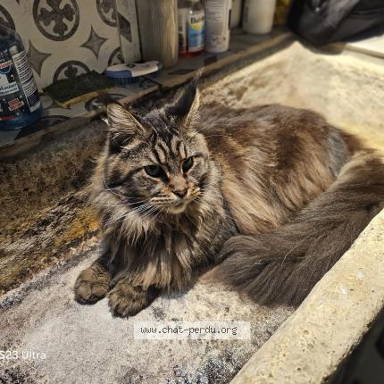 Photo 1/1 Chat retrouvé Perdu à Saint orens de gameville