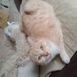 Photo de chat perdu à Prigonrieux