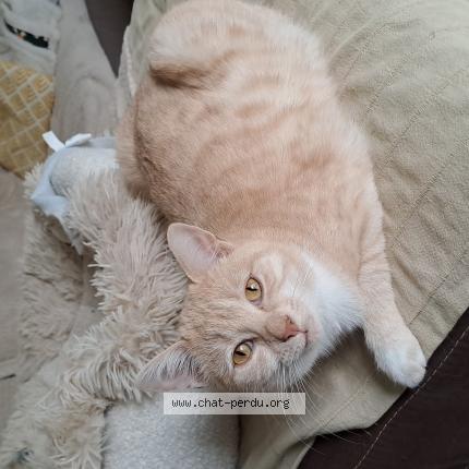 Photo 1/1 Zyggy Chat perdu à Prigonrieux