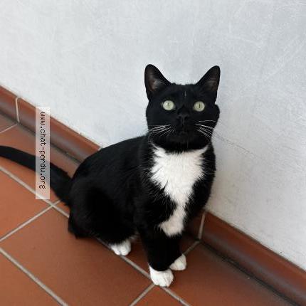 Photo 1/3 Chat retrouvé Perdu à Paris