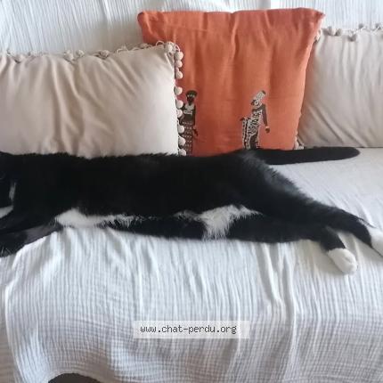 Photo 2/3 Chat retrouvé Perdu à Paris