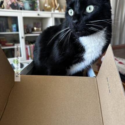 Photo 3/3 Chat retrouvé Perdu à Paris