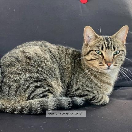 Photo 1/1 Mout Chat perdu à Saint loubes